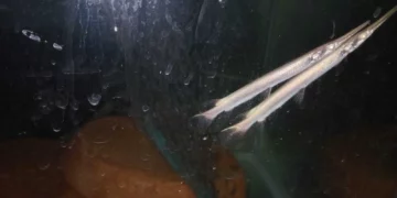 Incautan en aeropuerto Ben Gurion peces venenosos y caimanes traídos de Tailandia