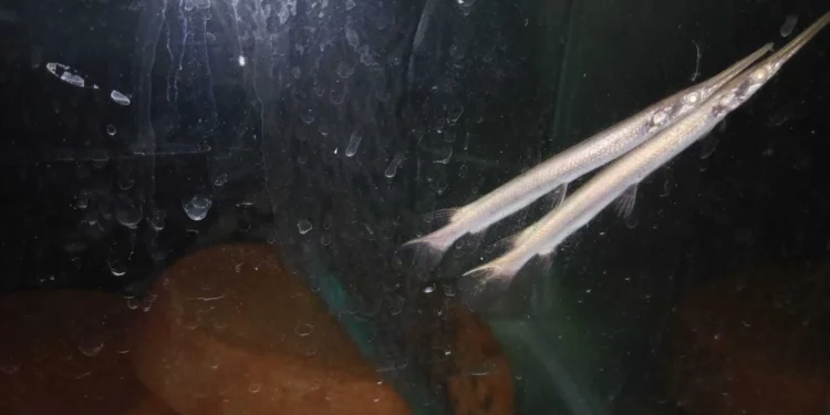 Incautan en aeropuerto Ben Gurion peces venenosos y caimanes traídos de Tailandia