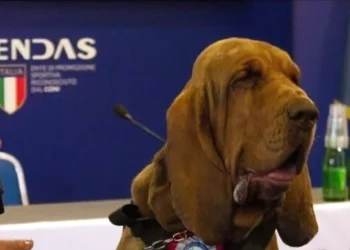 Meloni condena el “vil” asesinato de un perro rastreador con salchichas llenas de clavos