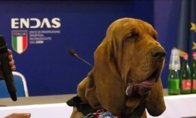 Meloni condena el “vil” asesinato de un perro rastreador con salchichas llenas de clavos