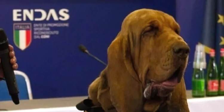 Meloni condena el “vil” asesinato de un perro rastreador con salchichas llenas de clavos