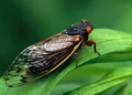 Un estudio israelí demuestra que los insectos escuchan “hablar” a las plantas