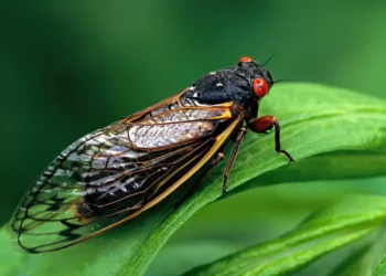 Un estudio israelí demuestra que los insectos escuchan “hablar” a las plantas