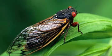 Un estudio israelí demuestra que los insectos escuchan “hablar” a las plantas