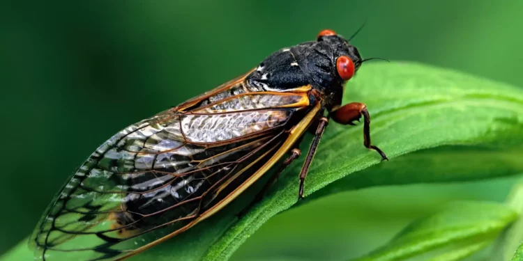 Un estudio israelí demuestra que los insectos escuchan “hablar” a las plantas