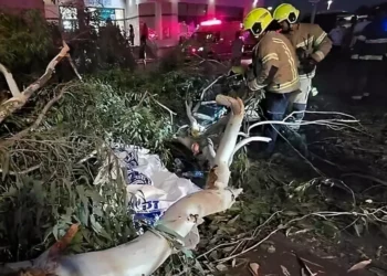 Un hombre muere aplastado por caída de una rama en un hospital del centro de Israel