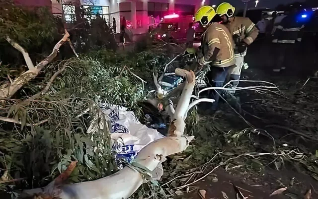 Un hombre muere aplastado por caída de una rama en un hospital del centro de Israel
