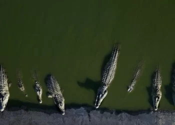 Fin mortal para 262 cocodrilos de una granja israelí tras escaparse y desatarse el caos