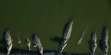 Fin mortal para 262 cocodrilos de una granja israelí tras escaparse y desatarse el caos