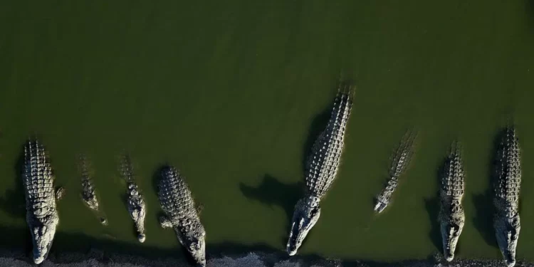Fin mortal para 262 cocodrilos de una granja israelí tras escaparse y desatarse el caos