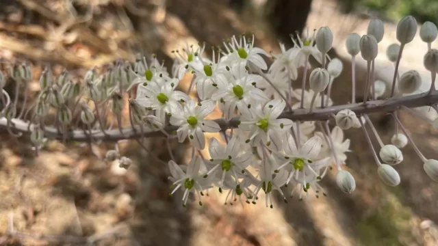 La espiga de mar florece a tiempo en Israel pese a ola de calor