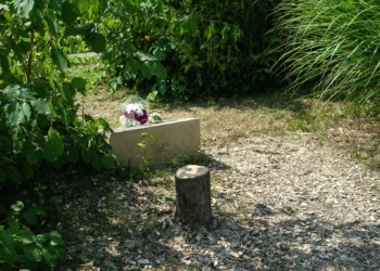 Esta fotografía muestra el tronco del olivo, presumiblemente cortado con una motosierra, que fue plantado en 2011 frente a un monumento a Ilan Halimi, en Epinay-sur-Seine, en las afueras de París el 15 de agosto de 2025. (Dimitar DILKOFF / AFP)