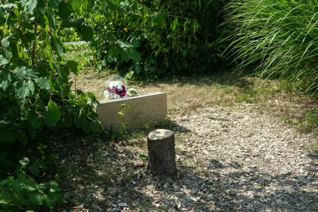 Detienen a gemelos tunecinos por cortar olivo en memoria de Ilan Halimi