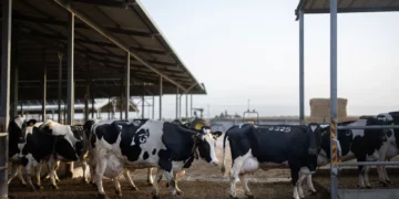 Crisis de la leche revive viejos fantasmas en Israel