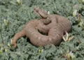La lista roja actualizada alerta sobre el deterioro de especies de reptiles en Israel