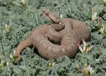 La lista roja actualizada alerta sobre el deterioro de especies de reptiles en Israel