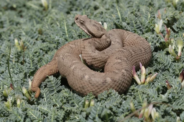 La lista roja actualizada alerta sobre el deterioro de especies de reptiles en Israel