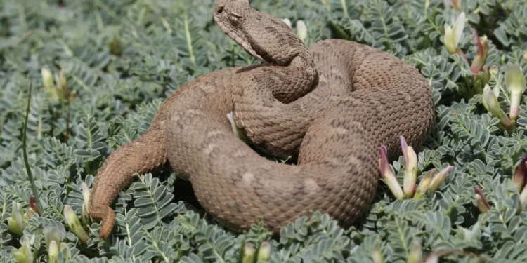 La lista roja actualizada alerta sobre el deterioro de especies de reptiles en Israel