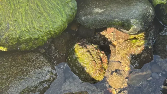 Policía detona granada británica hallada en playa del mar de Galilea