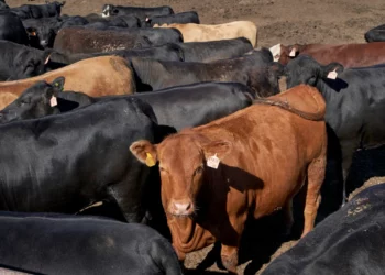 Trump tiene razón al exigir precios más bajos de la carne de vacuno