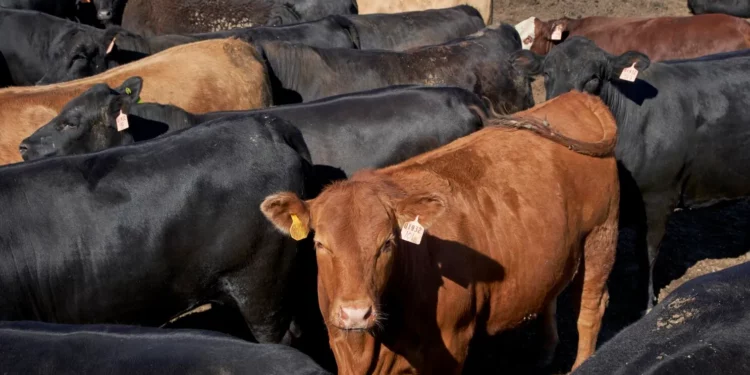 Trump tiene razón al exigir precios más bajos de la carne de vacuno