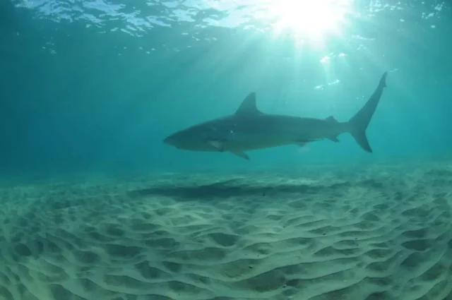 Playas de Bat Yam cerradas tras nuevo reporte de tiburón en la costa