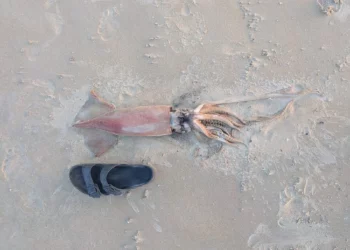 Calamar de un metro aparece en playa del norte de Israel