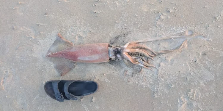 Calamar de un metro aparece en playa del norte de Israel