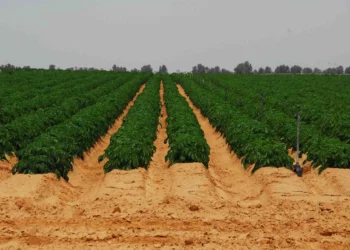 Israel y EE. UU. firman pacto que elimina aranceles a productos agrícolas