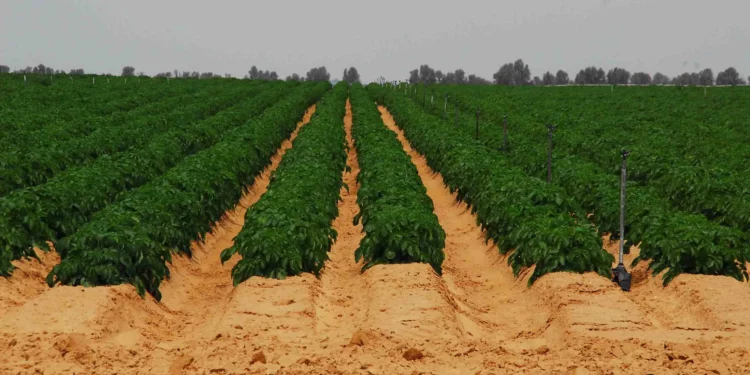 Israel y EE. UU. firman pacto que elimina aranceles a productos agrícolas