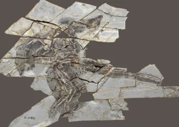 Hallazgo fósil de 160 millones reescribe la evolución del vuelo animal