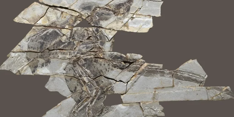 Hallazgo fósil de 160 millones reescribe la evolución del vuelo animal