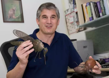 Científicos israelíes crean método para identificar moscas de arena con leishmaniasis