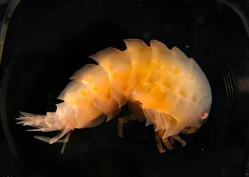 Científicos israelíes: organismos diminutos renuevan su ARN para sobrevivir al calor extremo