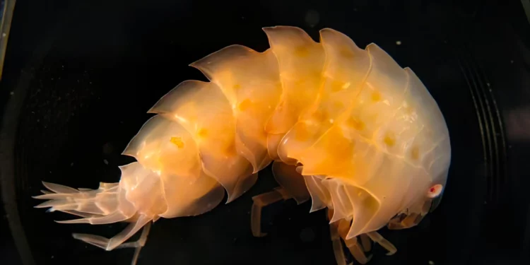 Científicos israelíes: organismos diminutos renuevan su ARN para sobrevivir al calor extremo