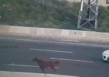 La policía de tráfico capturó dos caballos sueltos en la autopista Ayalon