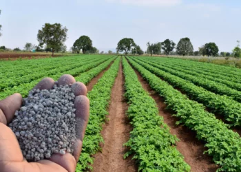 Rusia no puede cubrir déficit mundial de fertilizantes por guerra