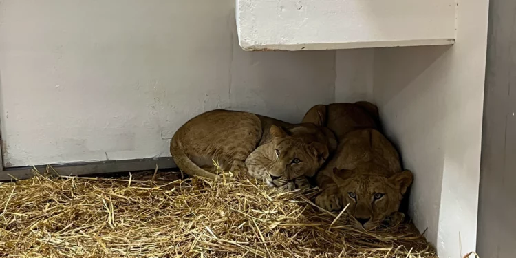 Cuatro leones llegan al zoológico de Haifa en un plan de conservación