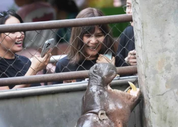 Zoológico israelí recibe un hipopótamo pigmeo para el primer programa de cría del país