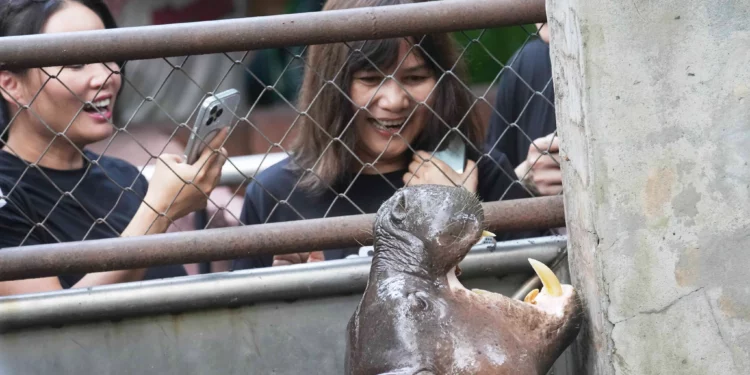 Zoológico israelí recibe un hipopótamo pigmeo para el primer programa de cría del país