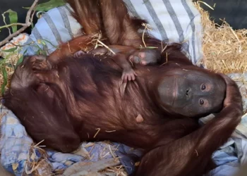 Nace en Jerusalén el primer orangután del Zoo Bíblico de la ciudad