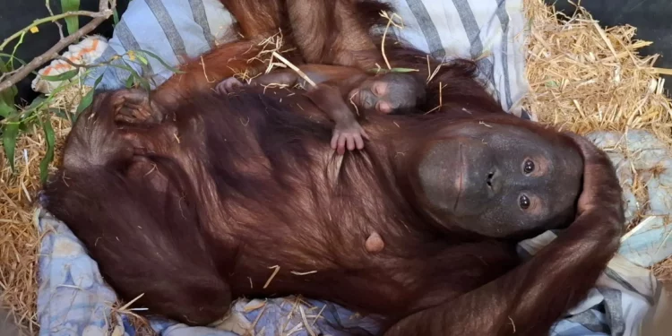 Nace en Jerusalén el primer orangután del Zoo Bíblico de la ciudad
