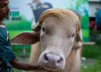 Bangladés salva al búfalo albino “Donald Trump”