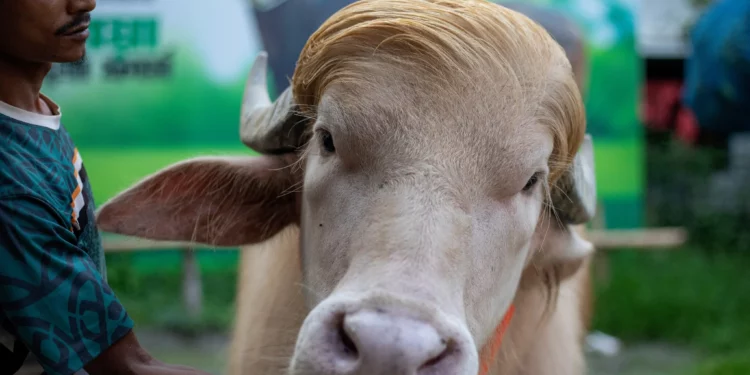 Bangladés salva al búfalo albino “Donald Trump”