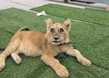 Condenan a 30 meses de cárcel a un palestino por vender un león