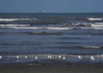 Gaviotas posadas en la costa sur del mar Caspio, en la ciudad portuaria de Bandar Anzali, Irán, el 21 de diciembre de 2025. (Foto AP/Vahid Salemi)