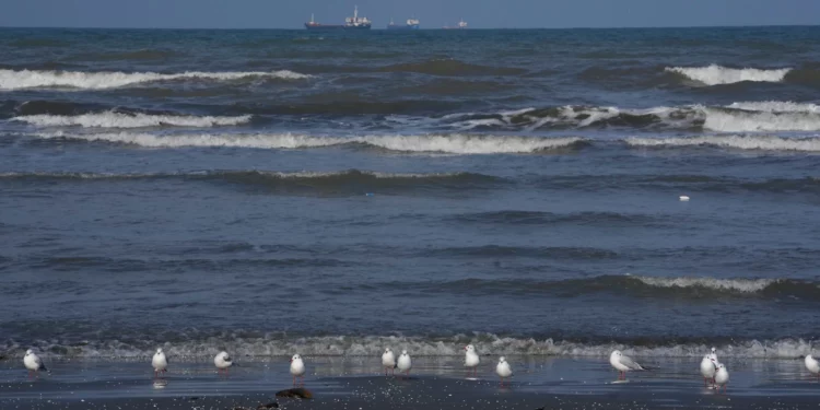 Gaviotas posadas en la costa sur del mar Caspio, en la ciudad portuaria de Bandar Anzali, Irán, el 21 de diciembre de 2025. (Foto AP/Vahid Salemi)