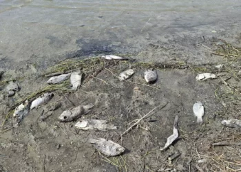 Investigan una mortandad masiva de peces en el mar de Galilea