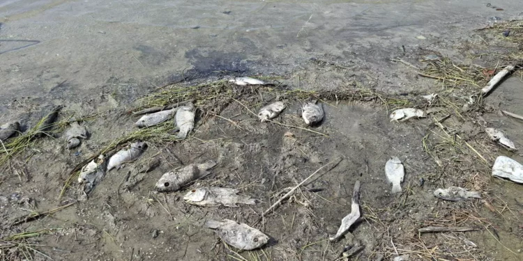 Investigan una mortandad masiva de peces en el mar de Galilea
