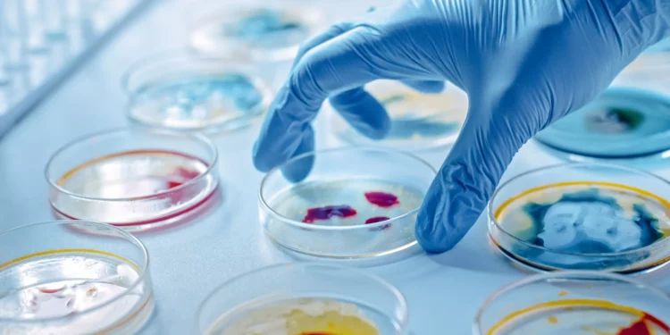 Científicos israelíes descubren que los microbios reducen sus guerras internas para ser más productivos